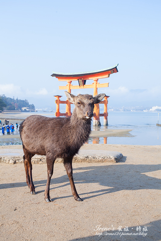 【廣島－景點】日本三景之一/世界文化遺產/建於海上的神社/潮起潮落的海上大鳥居．嚴島神社