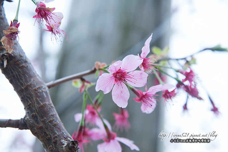 14.03.01-櫻木花道