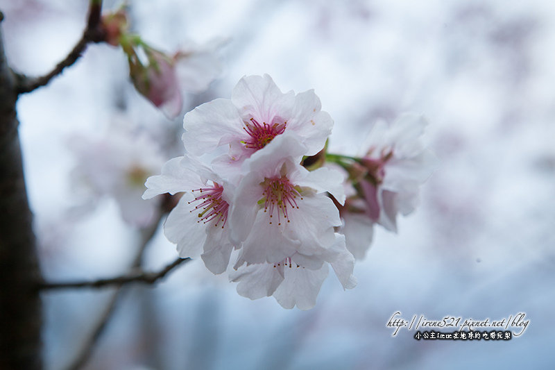14.03.01-櫻木花道