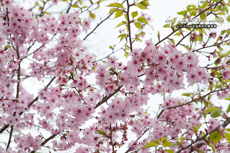 14.03.01-櫻木花道