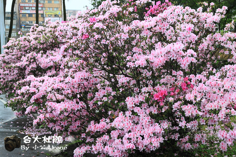 即時熱門文章：【台北】2011臺大杜鵑花節