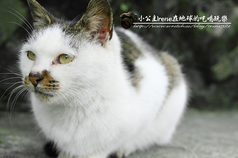 侯硐貓村