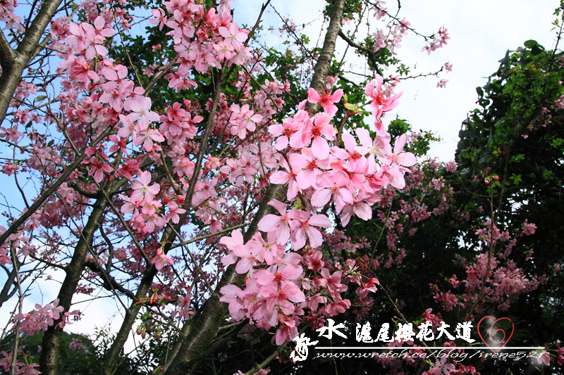 【淡水】追逐櫻花的腳步．滬尾櫻花大道 @Irene's 食旅．時旅