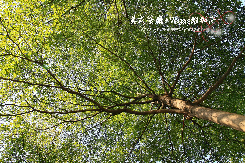 【台北中山區】Vegas維加斯美式餐廳(已歇業) 【台北中山區】Vegas維加斯美式餐廳(已歇業)