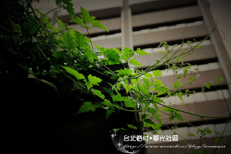 【台北】台北最後的老眷村.華光社區 (Lomo版) 【台北】台北最後的老眷村.華光社區 (Lomo版)