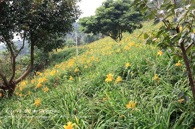 【台中新社】擁抱金針花海.沐心泉 【台中新社】擁抱金針花海.沐心泉