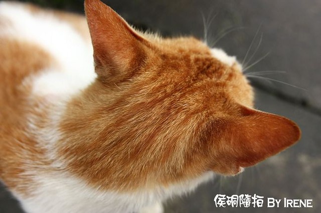 【台北】輕鬆出遊‧侯硐隨拍 【台北】輕鬆出遊‧侯硐隨拍
