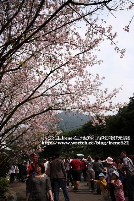【台北淡水】2010櫻花季‧天元宮 【台北淡水】2010櫻花季‧天元宮