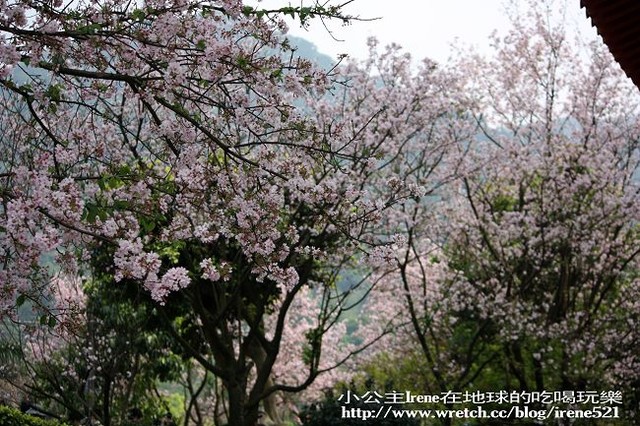 【台北淡水】2010櫻花季‧天元宮 【台北淡水】2010櫻花季‧天元宮