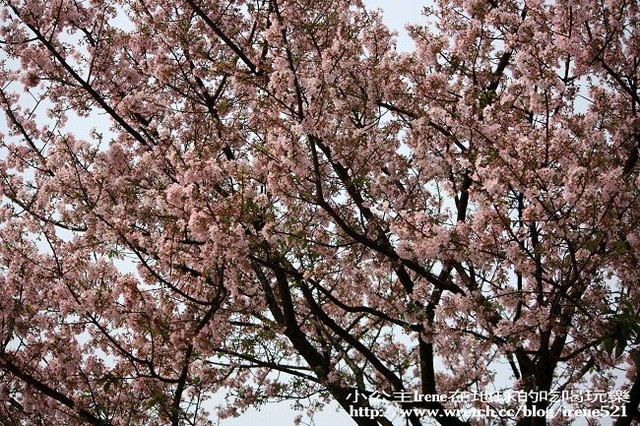 【台北淡水】2010櫻花季‧天元宮 【台北淡水】2010櫻花季‧天元宮