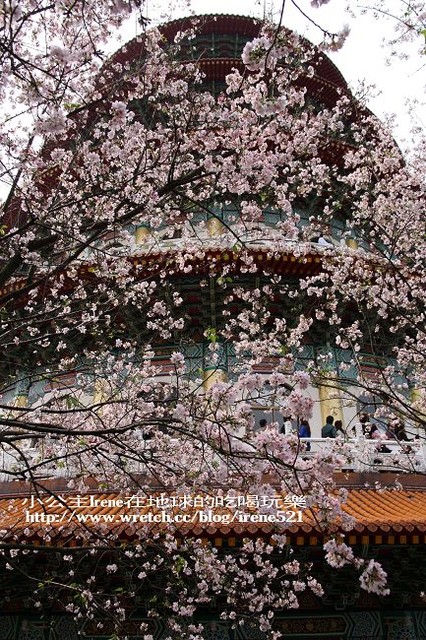 【台北淡水】2010櫻花季‧天元宮 【台北淡水】2010櫻花季‧天元宮