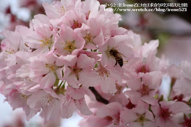 【台北淡水】2010櫻花季‧天元宮 【台北淡水】2010櫻花季‧天元宮