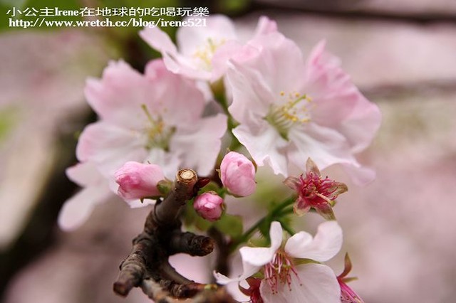 【台北淡水】2010櫻花季‧天元宮 【台北淡水】2010櫻花季‧天元宮