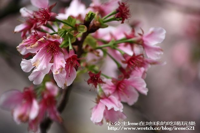 【台北淡水】2010櫻花季‧天元宮 【台北淡水】2010櫻花季‧天元宮
