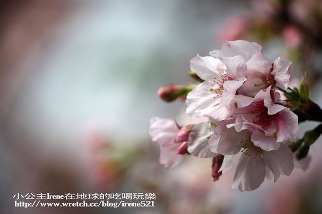 【台北淡水】2010櫻花季‧天元宮 【台北淡水】2010櫻花季‧天元宮