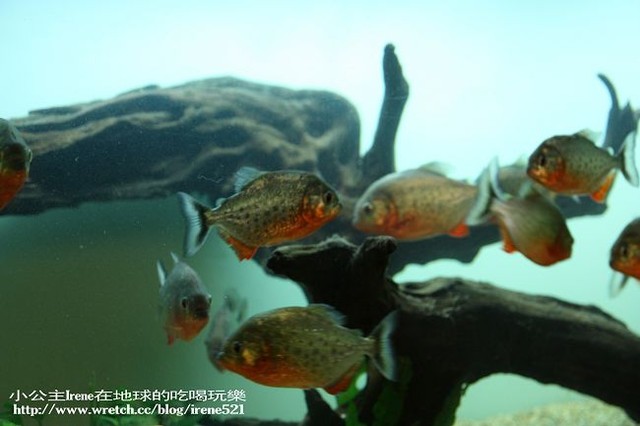 【台北松山區】邊看鯊魚邊吃漢堡.邁阿密漢堡 【台北松山區】邊看鯊魚邊吃漢堡.邁阿密漢堡