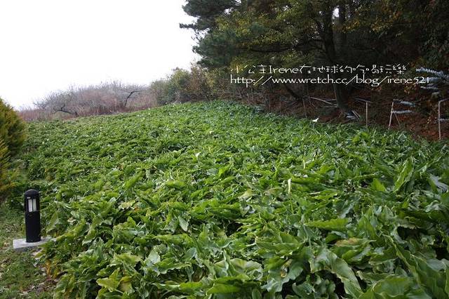 【台中】楓葉的故鄉‧福壽山農場 【台中】楓葉的故鄉‧福壽山農場