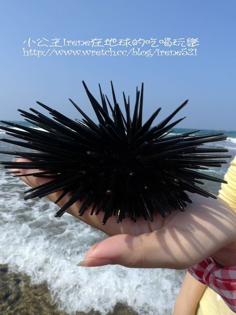 【小琉球】熱鬧的海底世界‧多仔坪潮間帶 【小琉球】熱鬧的海底世界‧多仔坪潮間帶