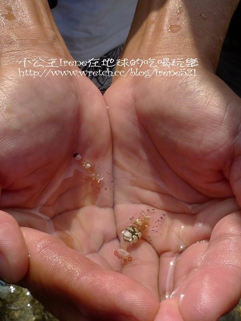 【小琉球】熱鬧的海底世界‧多仔坪潮間帶 【小琉球】熱鬧的海底世界‧多仔坪潮間帶