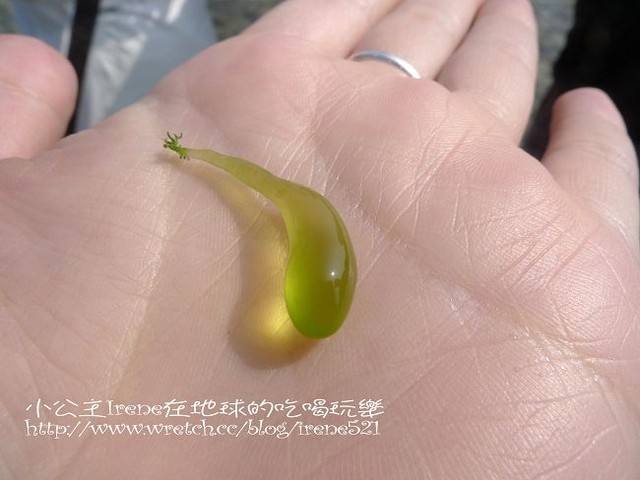 【小琉球】熱鬧的海底世界‧多仔坪潮間帶 【小琉球】熱鬧的海底世界‧多仔坪潮間帶