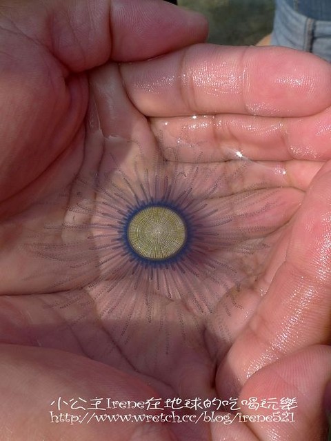 【小琉球】熱鬧的海底世界‧多仔坪潮間帶 【小琉球】熱鬧的海底世界‧多仔坪潮間帶