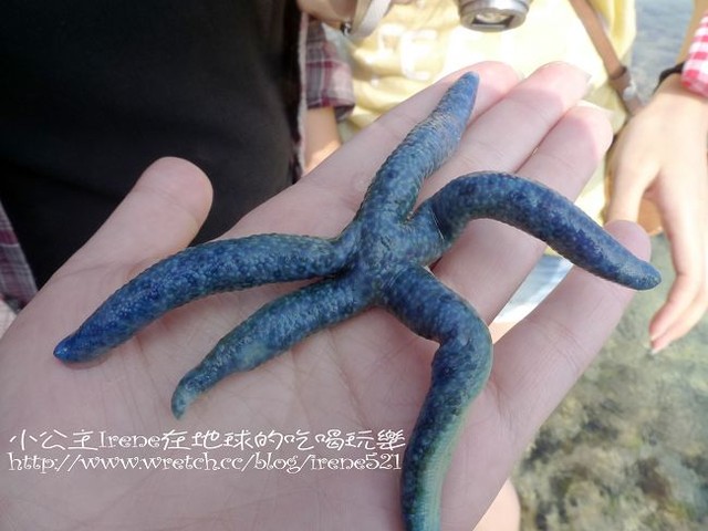 【小琉球】熱鬧的海底世界‧多仔坪潮間帶 【小琉球】熱鬧的海底世界‧多仔坪潮間帶