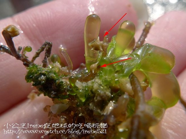 【小琉球】熱鬧的海底世界‧多仔坪潮間帶 【小琉球】熱鬧的海底世界‧多仔坪潮間帶