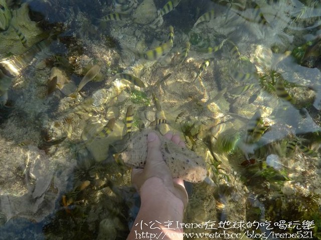 【小琉球】熱鬧的海底世界‧多仔坪潮間帶 【小琉球】熱鬧的海底世界‧多仔坪潮間帶