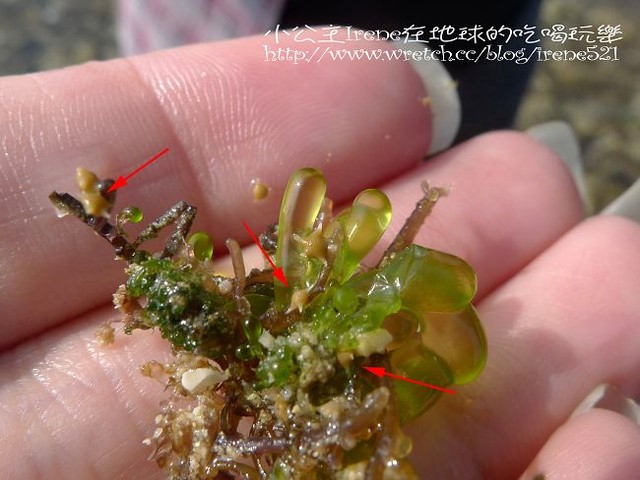 【小琉球】熱鬧的海底世界‧多仔坪潮間帶 【小琉球】熱鬧的海底世界‧多仔坪潮間帶