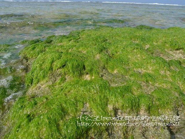 【小琉球】熱鬧的海底世界‧多仔坪潮間帶 【小琉球】熱鬧的海底世界‧多仔坪潮間帶