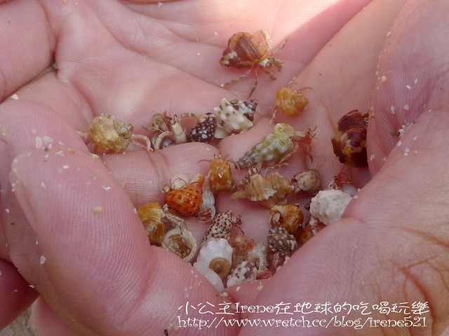 【小琉球】熱鬧的海底世界‧多仔坪潮間帶 【小琉球】熱鬧的海底世界‧多仔坪潮間帶