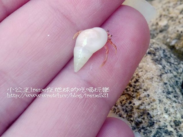 【小琉球】熱鬧的海底世界‧多仔坪潮間帶 【小琉球】熱鬧的海底世界‧多仔坪潮間帶