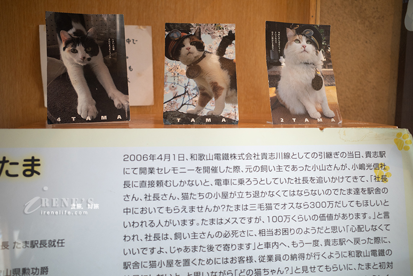 和歌山貴志川線半日遊，拜訪日本最萌的貓咪車站！特色列車必搭「小玉電車博物館」