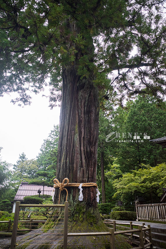 從東京出發！河口湖富士山包車一日遊，還加碼帶我們去私房景點餵天鵝