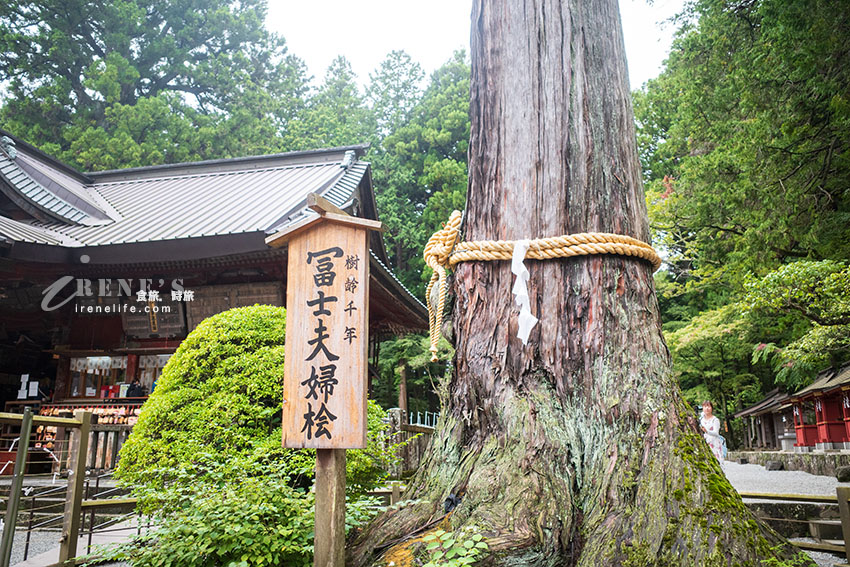 從東京出發！河口湖富士山包車一日遊，還加碼帶我們去私房景點餵天鵝