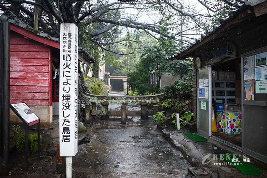 深入鹿兒島活火山探險！近距離感受櫻島的壯觀，居高臨下的展望所、被埋没的鳥居 @Irene's 食旅．時旅