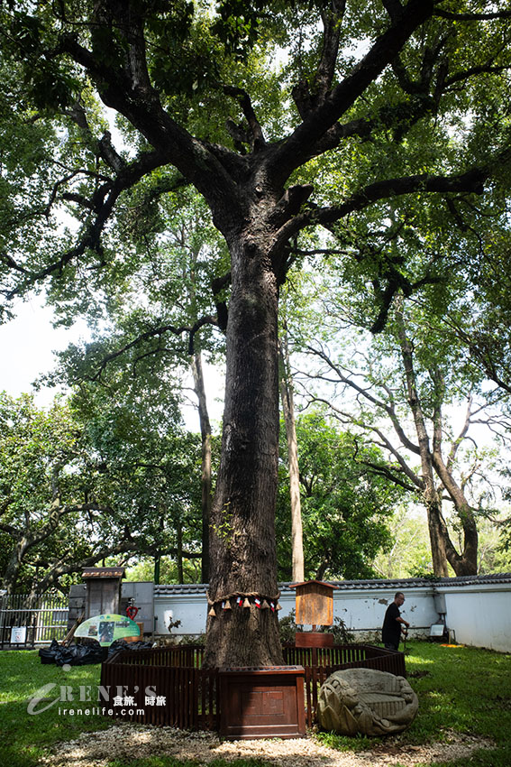 嘉義百年公園內最美的神社,日式氛圍滿滿的景點,有浴衣體驗秒到日本的錯覺 嘉義百年公園內最美的神社,日式氛圍滿滿的景點,有浴衣體驗秒到日本的錯覺
