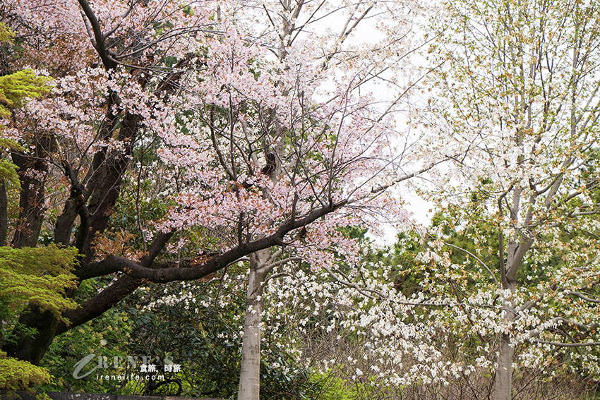 櫻花