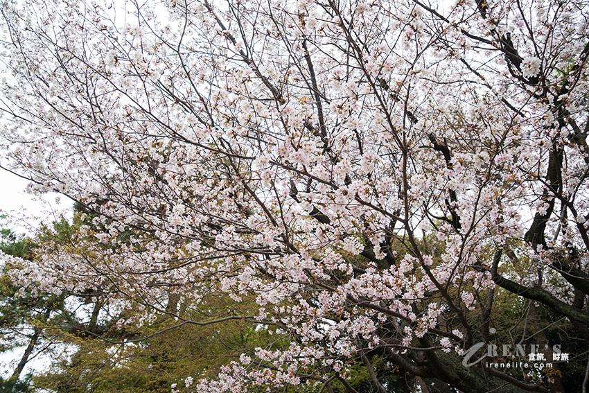 櫻花