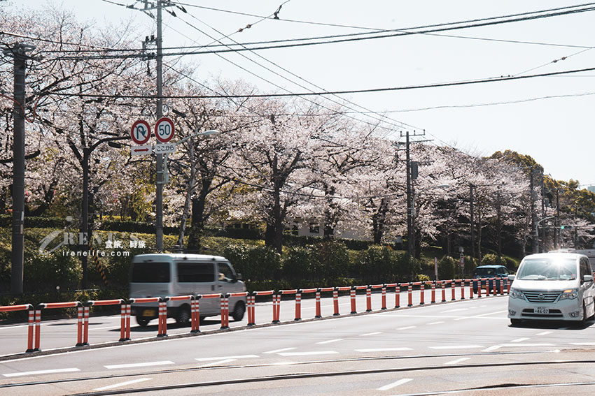 東京唯二僅存的路面電車！搭乘東京櫻電走訪荒川線一日遊，春季像駛入櫻花世界