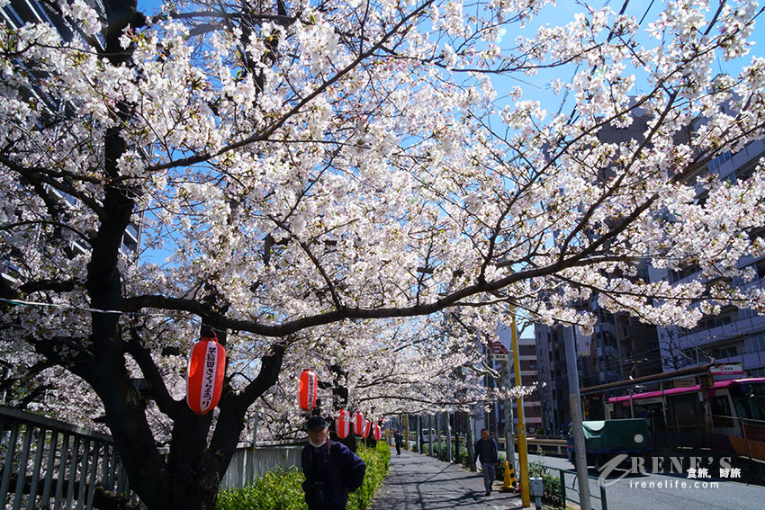 東京唯二僅存的路面電車!搭乘東京櫻電走訪荒川線一日遊,春季像駛入櫻花世界 東京唯二僅存的路面電車!搭乘東京櫻電走訪荒川線一日遊,春季像駛入櫻花世界