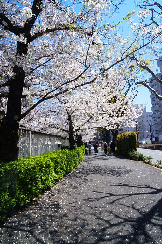 東京唯二僅存的路面電車!搭乘東京櫻電走訪荒川線一日遊,春季像駛入櫻花世界 東京唯二僅存的路面電車!搭乘東京櫻電走訪荒川線一日遊,春季像駛入櫻花世界