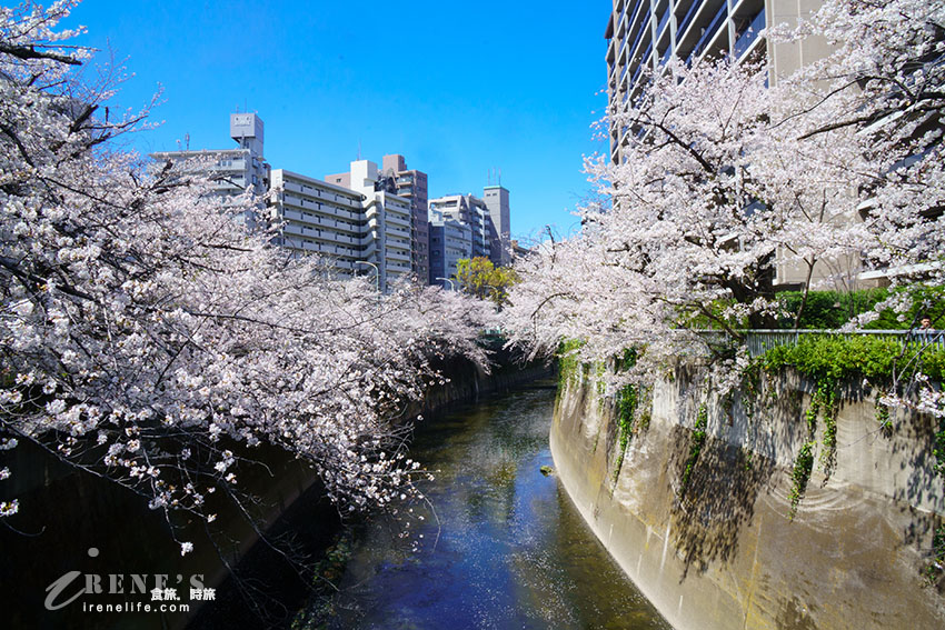 東京唯二僅存的路面電車!搭乘東京櫻電走訪荒川線一日遊,春季像駛入櫻花世界 東京唯二僅存的路面電車!搭乘東京櫻電走訪荒川線一日遊,春季像駛入櫻花世界
