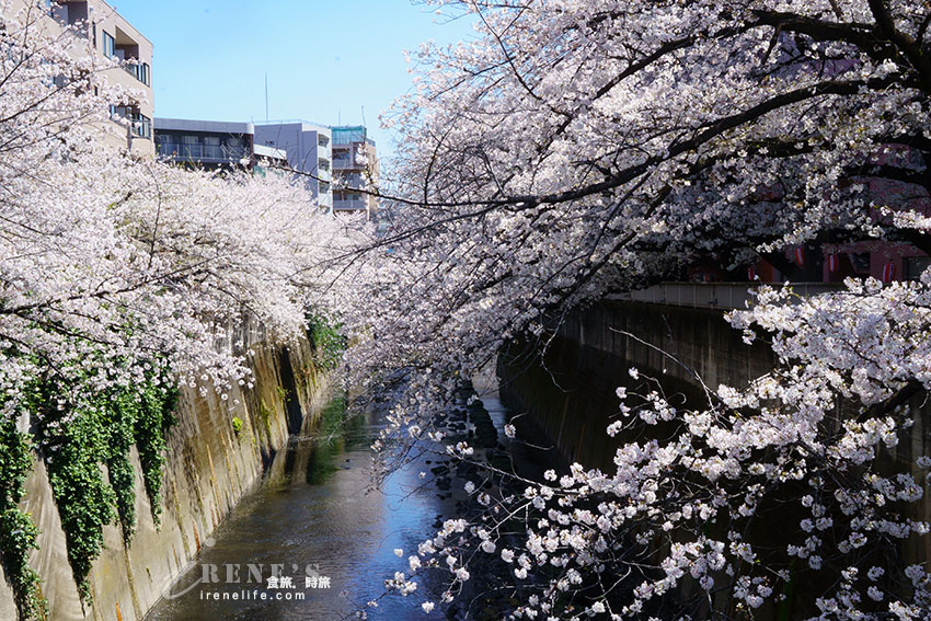 東京唯二僅存的路面電車!搭乘東京櫻電走訪荒川線一日遊,春季像駛入櫻花世界 東京唯二僅存的路面電車!搭乘東京櫻電走訪荒川線一日遊,春季像駛入櫻花世界