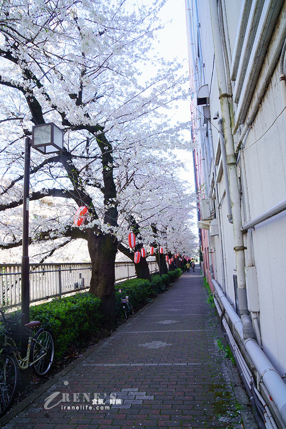 東京唯二僅存的路面電車!搭乘東京櫻電走訪荒川線一日遊,春季像駛入櫻花世界 東京唯二僅存的路面電車!搭乘東京櫻電走訪荒川線一日遊,春季像駛入櫻花世界