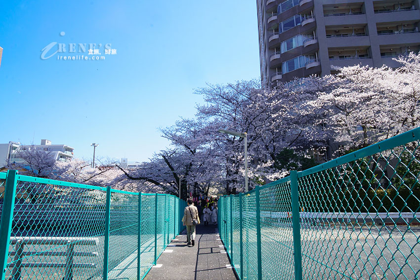 東京唯二僅存的路面電車!搭乘東京櫻電走訪荒川線一日遊,春季像駛入櫻花世界 東京唯二僅存的路面電車!搭乘東京櫻電走訪荒川線一日遊,春季像駛入櫻花世界