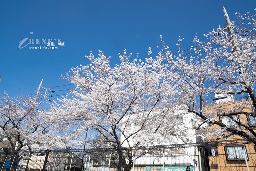 東京唯二僅存的路面電車!搭乘東京櫻電走訪荒川線一日遊,春季像駛入櫻花世界 東京唯二僅存的路面電車!搭乘東京櫻電走訪荒川線一日遊,春季像駛入櫻花世界