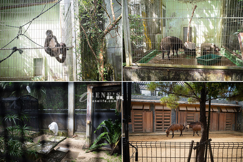 沖繩親子必訪景點|集結動物園和遊樂園的好玩景點,15歲以下孩童免費入園 沖繩親子必訪景點|集結動物園和遊樂園的好玩景點,15歲以下孩童免費入園