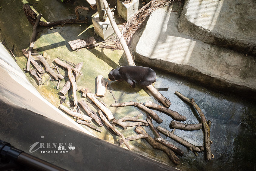 沖繩親子必訪景點｜集結動物園和遊樂園的好玩景點，15歲以下孩童免費入園