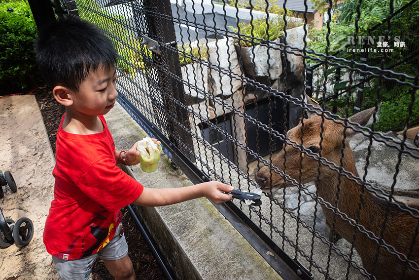 沖繩親子必訪景點|集結動物園和遊樂園的好玩景點,15歲以下孩童免費入園 沖繩親子必訪景點|集結動物園和遊樂園的好玩景點,15歲以下孩童免費入園